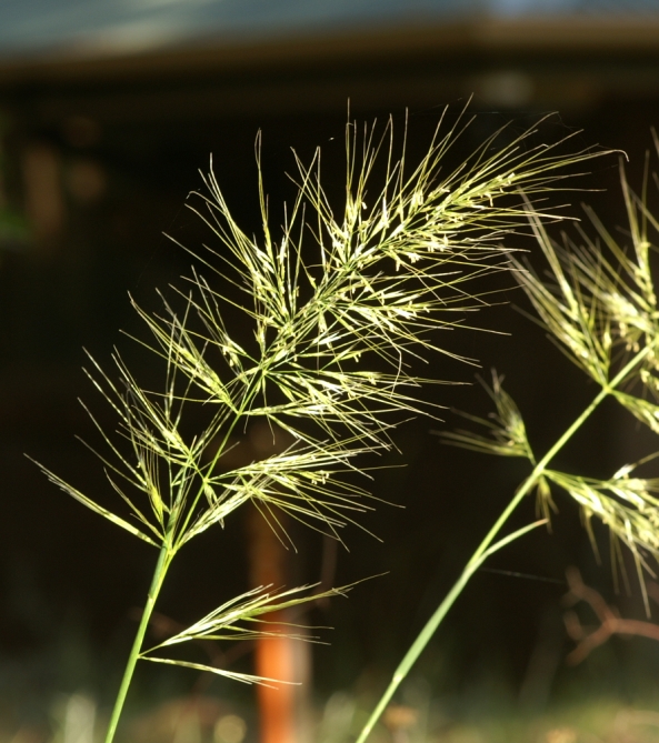 Dichelachne crinita